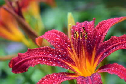 Red Lilly Flower Closeup Photograph Print 100% Australian Made