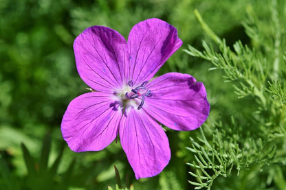 Pink Cranesbill Flower Closeup Photograph Print 100% Australian Made