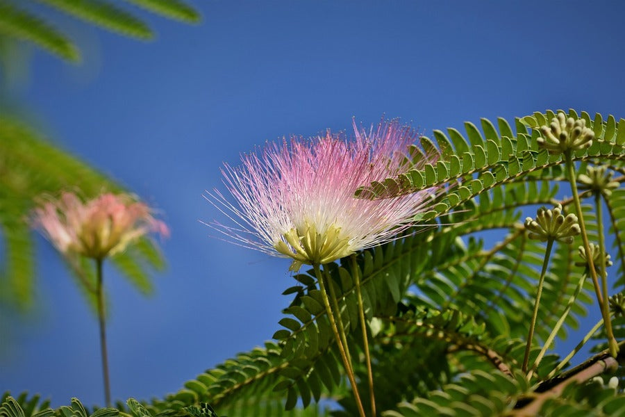 Silk Flower with Tree Photograph Print 100% Australian Made