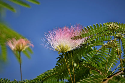 Silk Flower with Tree Photograph Print 100% Australian Made