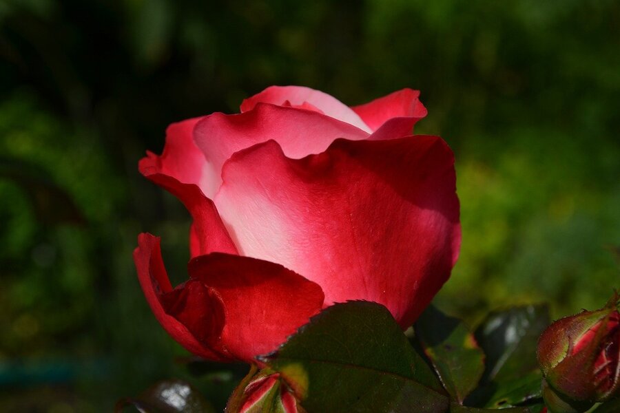Pink Red Rose Petals Flower Closeup Photograph Print 100% Australian Made