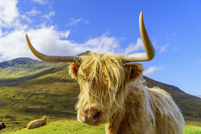 Highland Cow & Mountain View Photograph Home Decor Premium Quality Poster Print Choose Your Sizes