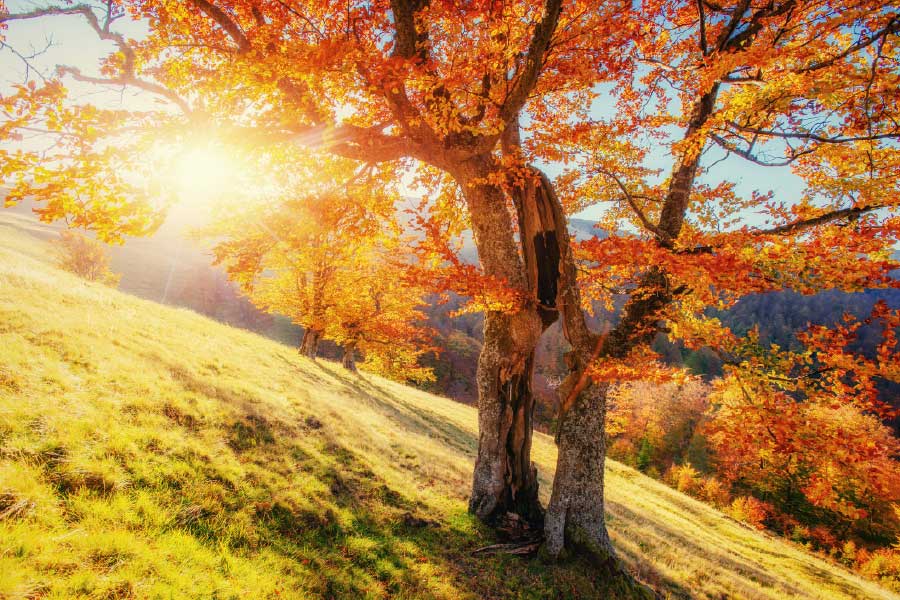 Bella Home Grass Field & Autumn Tree Sunset Print Canvas Ready to hang