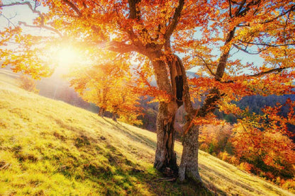 Bella Home Grass Field & Autumn Tree Sunset Print Canvas Ready to hang