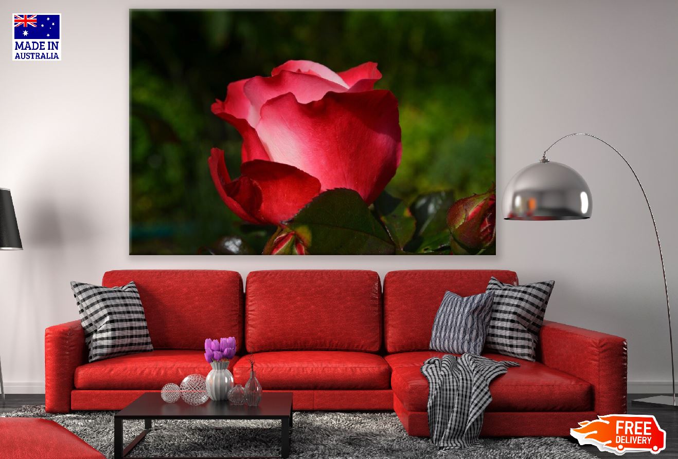 Pink Red Rose Petals Flower Closeup Photograph Print 100% Australian Made