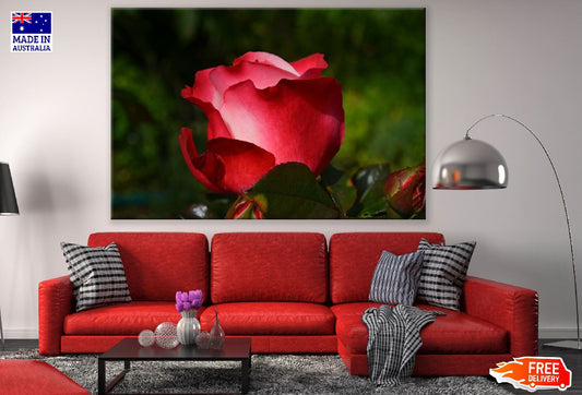 Pink Red Rose Petals Flower Closeup Photograph Print 100% Australian Made