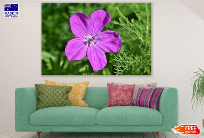 Pink Cranesbill Flower Closeup Photograph Print 100% Australian Made