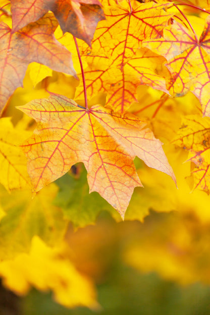 Yellow Red Maple Leaves Closeup View Photograph Home Decor Premium Quality Poster Print Choose Your Sizes