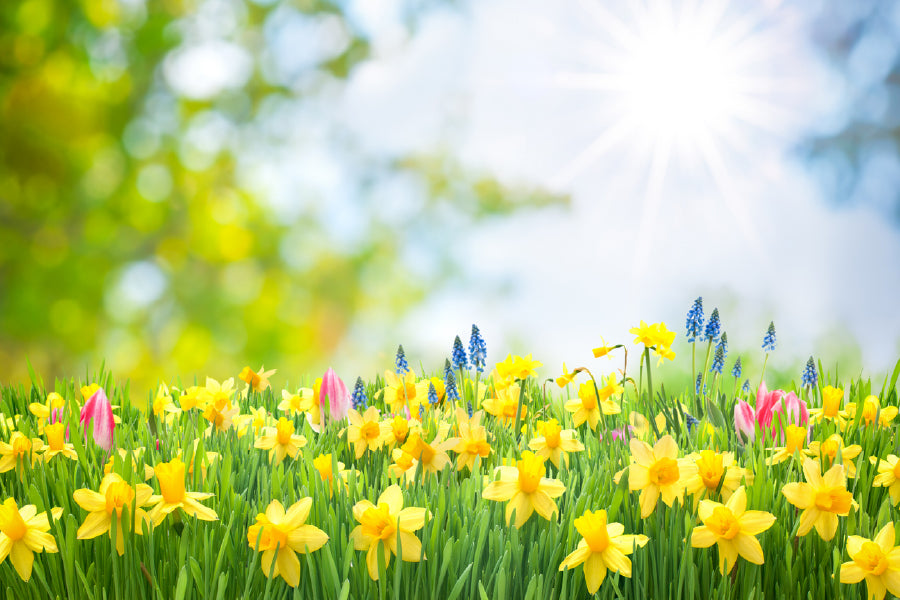 Yellow Daffodil Flowers View Photograh Print 100% Australian Made