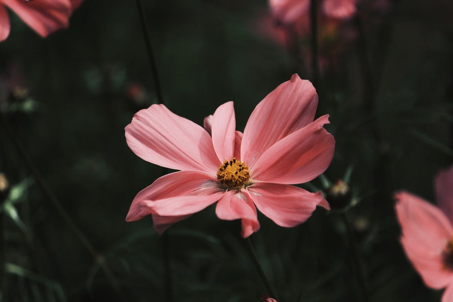 Rose Pink Cosmos Flower Closeup Photograph Print 100% Australian Made