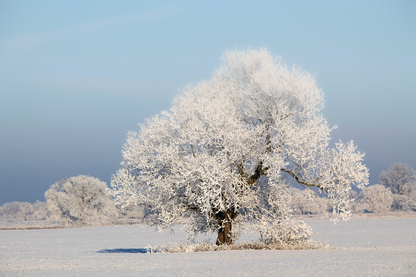 Snow Covered Trees Photograph Print 100% Australian Made