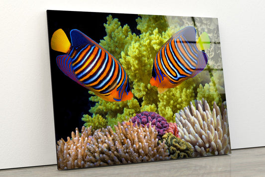 Colorful Fish Photograph Acrylic Glass Print Tempered Glass Wall Art 100% Made in Australia Ready to Hang