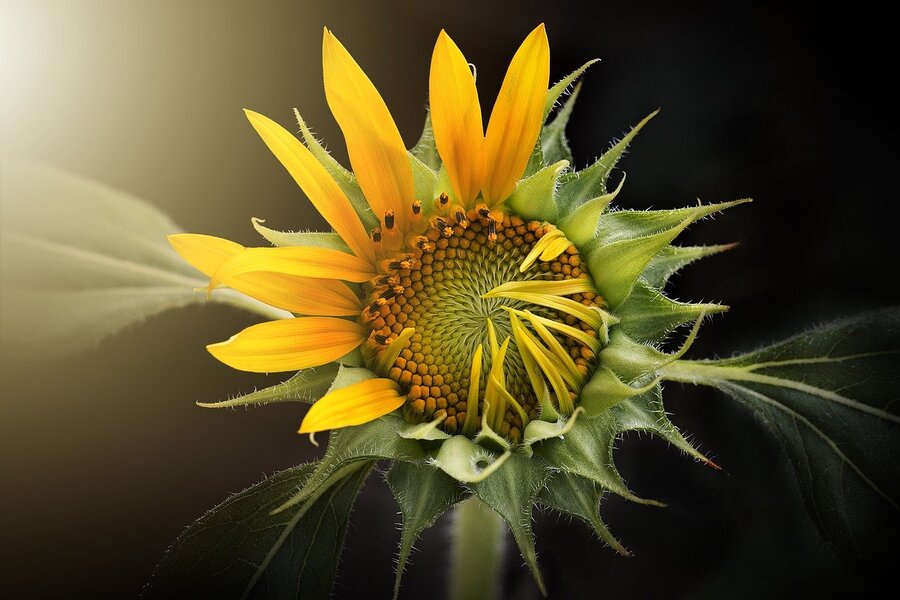 Sunflower Closeup View Photograph Print 100% Australian Made