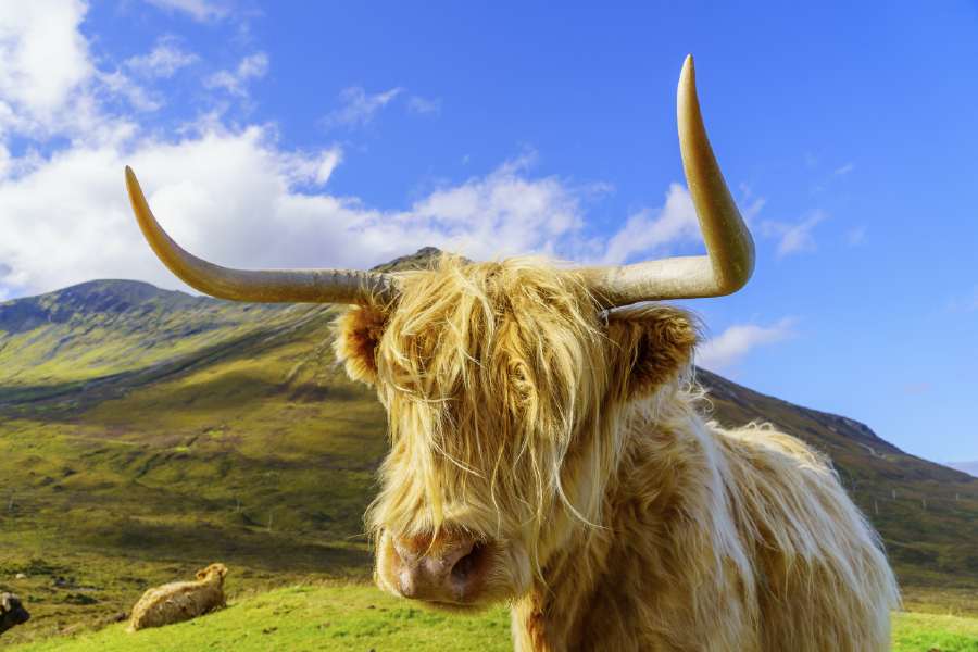 Highland Cow & Mountain View Photograph Print 100% Australian Made