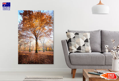 Autumn Orange Tree Sunrise View Photograph Print 100% Australian Made