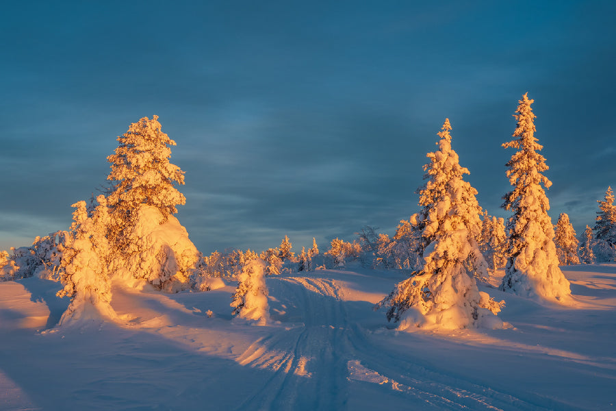 Snow Covered Fir Trees Sunrise Photograph Print 100% Australian Made