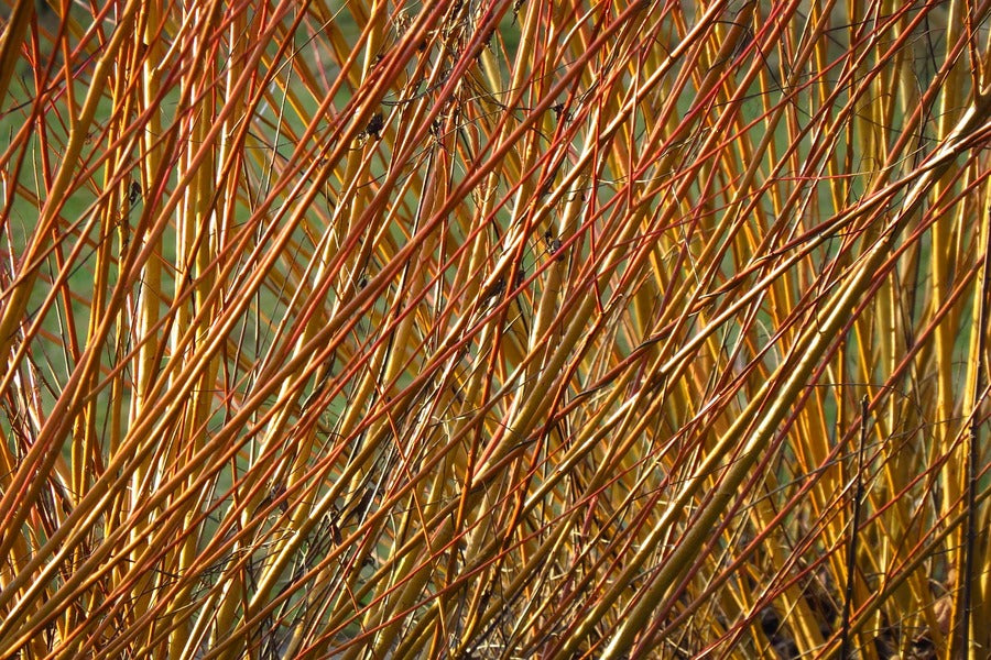 Yellow Branches Of A Willow Tree Photograph Print 100% Australian Made