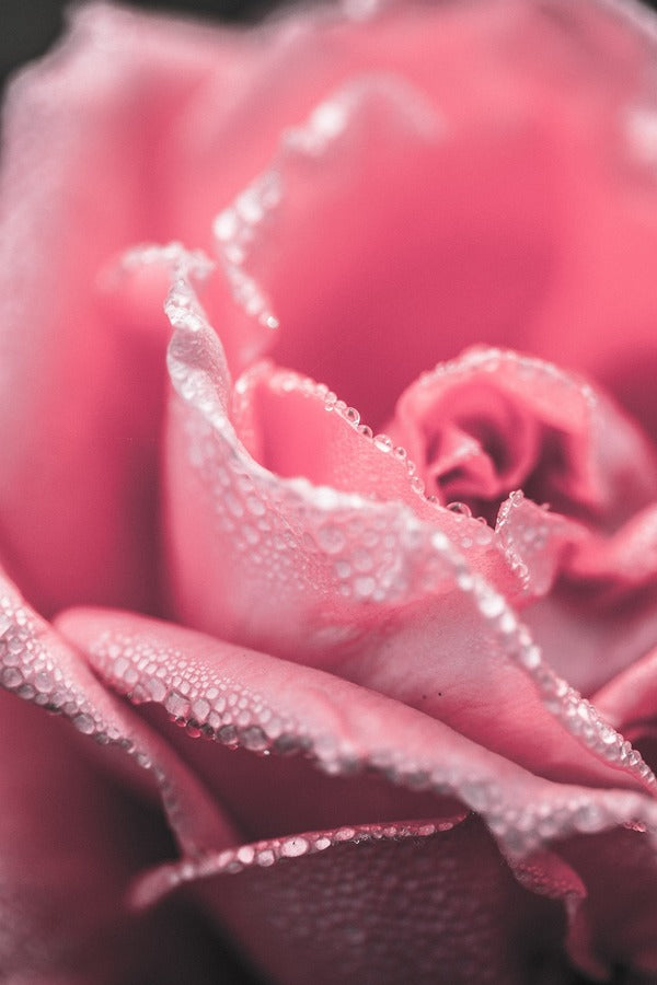 Rose Pink Flower Petals Closeup Photograph Print 100% Australian Made