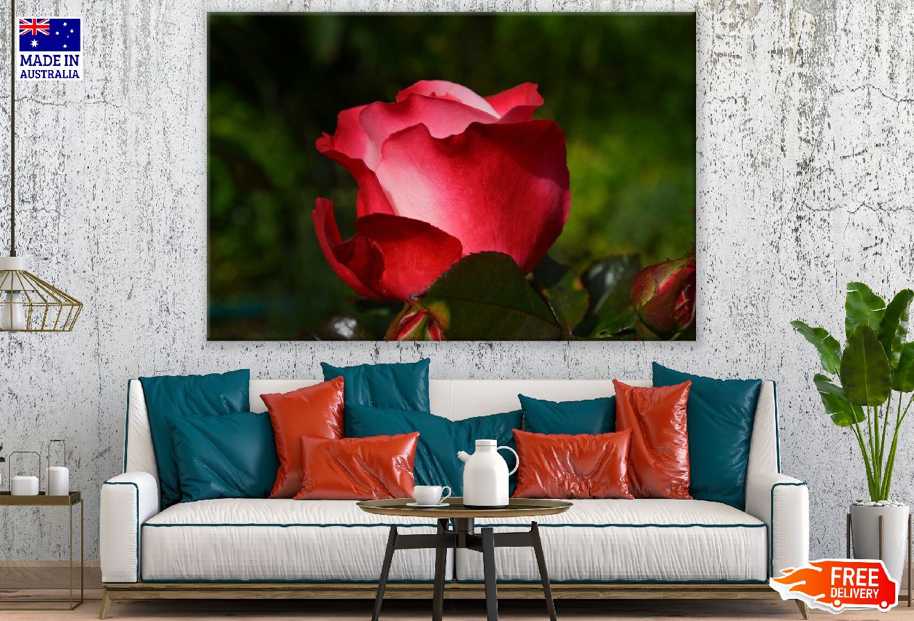 Pink Red Rose Petals Flower Closeup Photograph Print 100% Australian Made