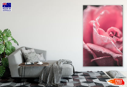 Rose Pink Flower Petals Closeup Photograph Print 100% Australian Made