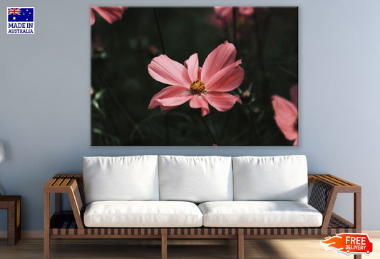 Rose Pink Cosmos Flower Closeup Photograph Print 100% Australian Made