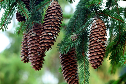 Brown Pine Cones Photograph Print 100% Australian Made