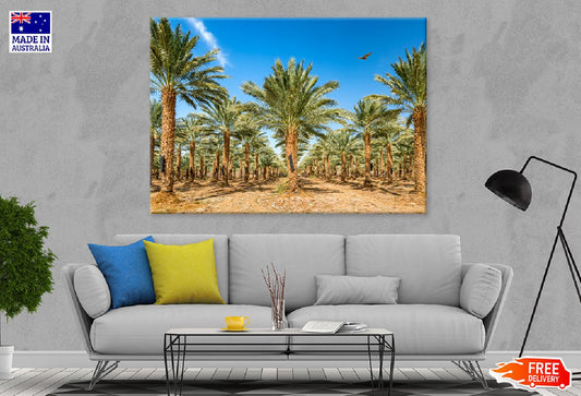 Date Palm Trees & Blue Sky View Photograph Print 100% Australian Made