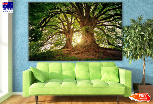 Stunning Sun Twilight Through Huge Trees Photograph Print 100% Australian Made