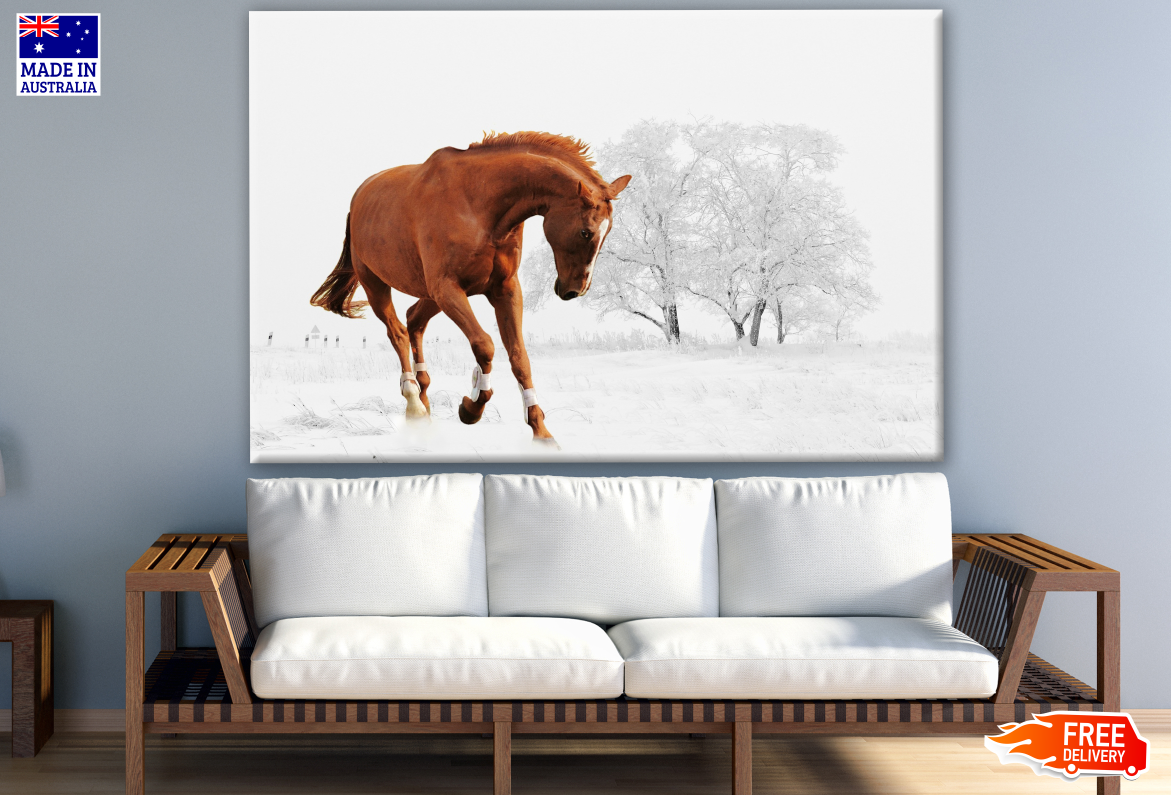 Brown Horse Running in Snow Photograph Print 100% Australian Made