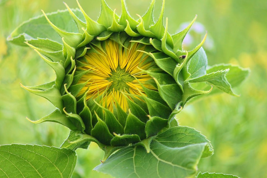 Sunflower Bud Closeup Photograph Print 100% Australian Made