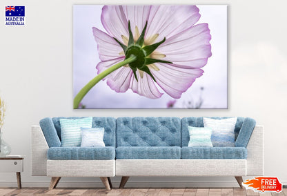Cosmos Flower Backview Photograph Print 100% Australian Made