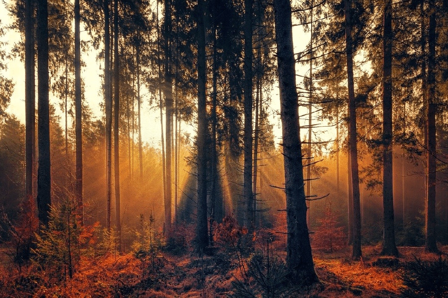 Autumn Forest Sunset Scenery Photograph Print 100% Australian Made