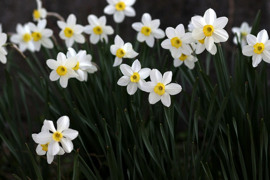 White Daffodil Flowers Photograph Print 100% Australian Made