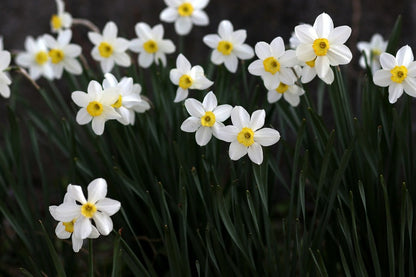 White Daffodil Flowers Photograph Print 100% Australian Made