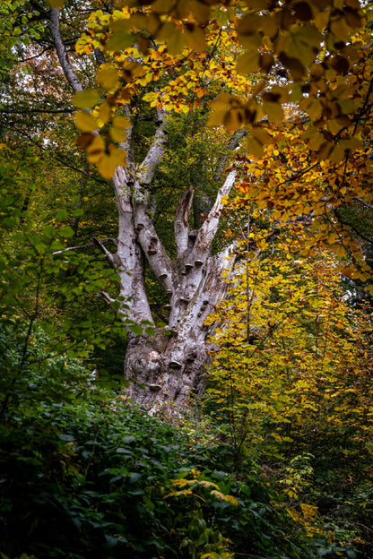 Tree with Yellow Autumn Leaves Photograph Print 100% Australian Made