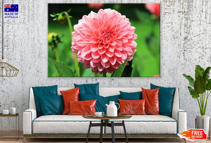 Dahlia Flower Closeup Photograph Print 100% Australian Made