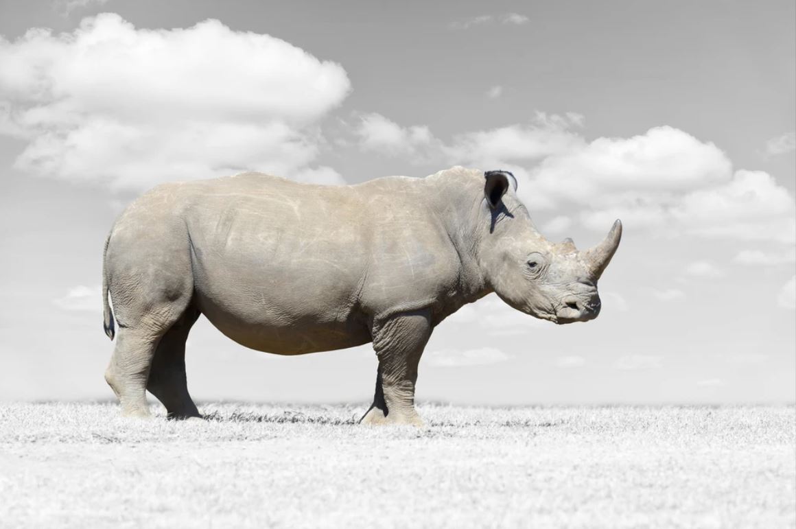 Rhinoceros B&W Photograph Home Decor Premium Quality Poster Print Choose Your Sizes