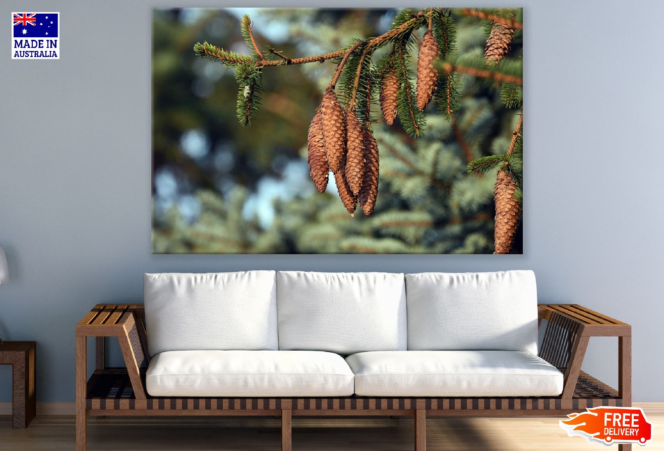 Brown Pine Cones Tree Photograph Print 100% Australian Made