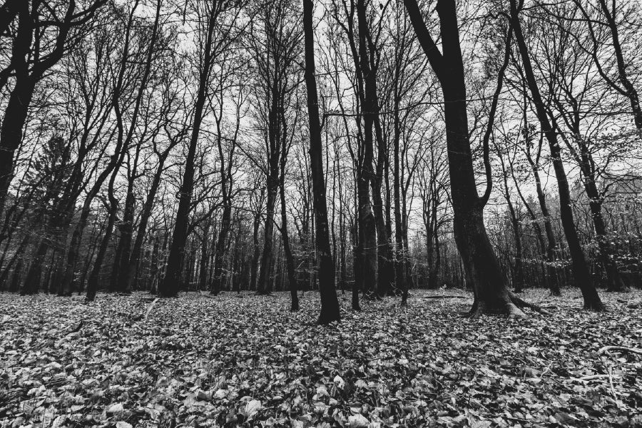 Creepy Forest B&W View Photograph Print 100% Australian Made