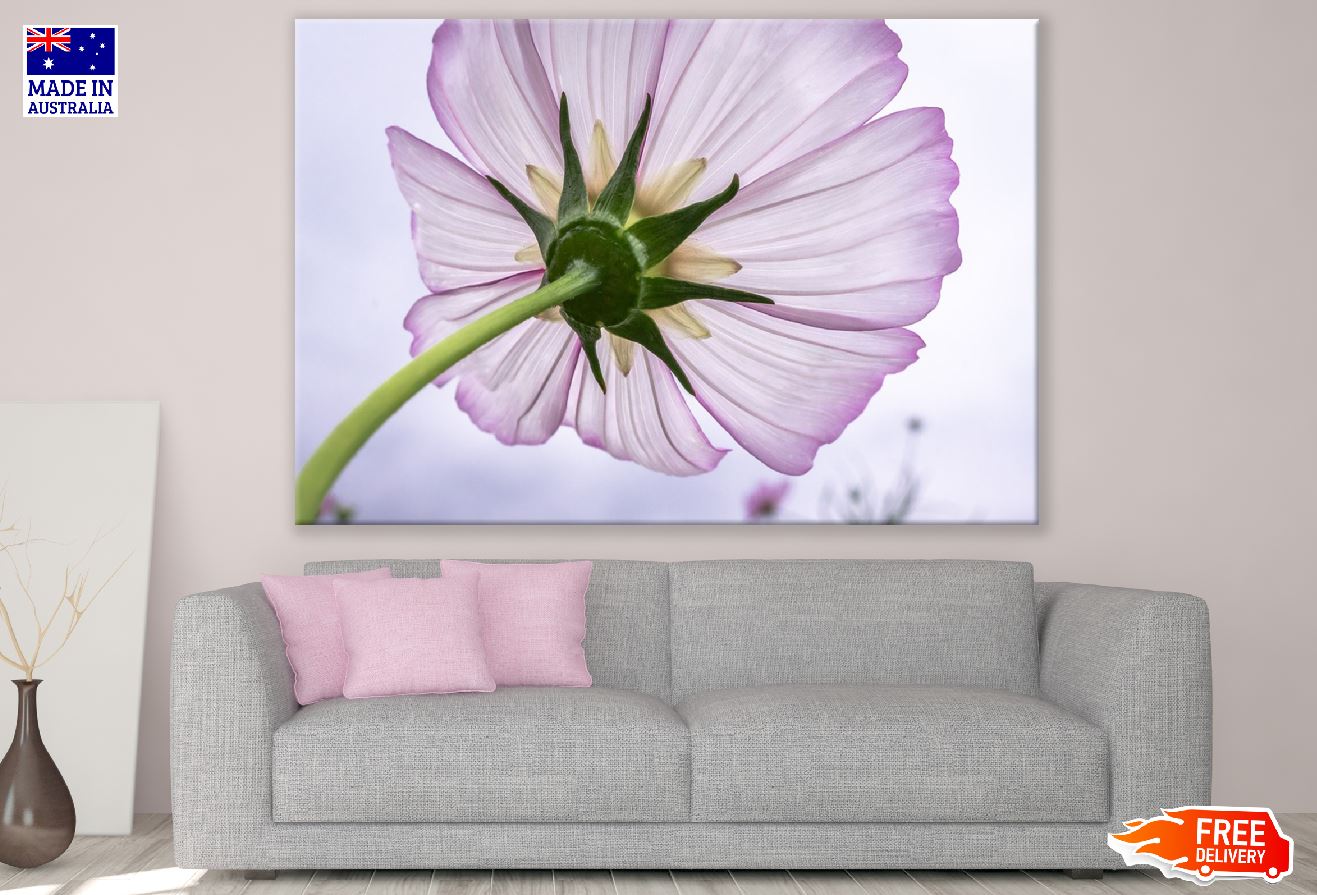Cosmos Flower Backview Photograph Print 100% Australian Made