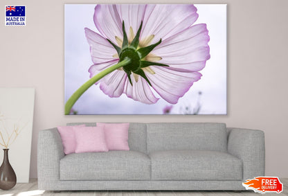 Cosmos Flower Backview Photograph Print 100% Australian Made