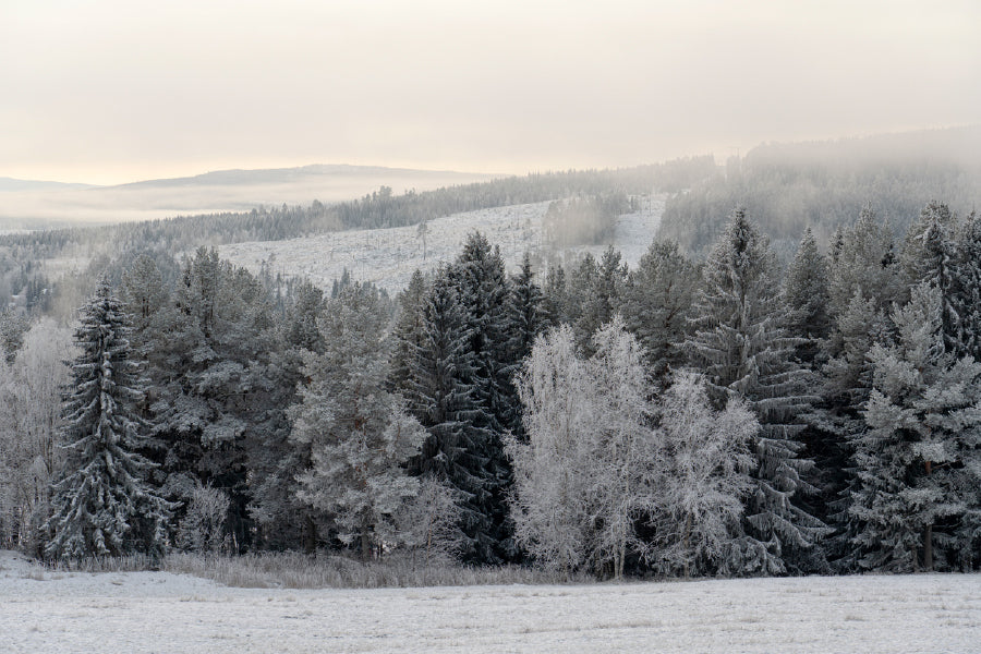 Winter Frozen Trees on Snow Photograph Print 100% Australian Made