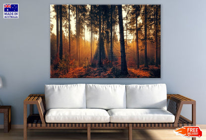 Autumn Forest Sunset Scenery Photograph Print 100% Australian Made