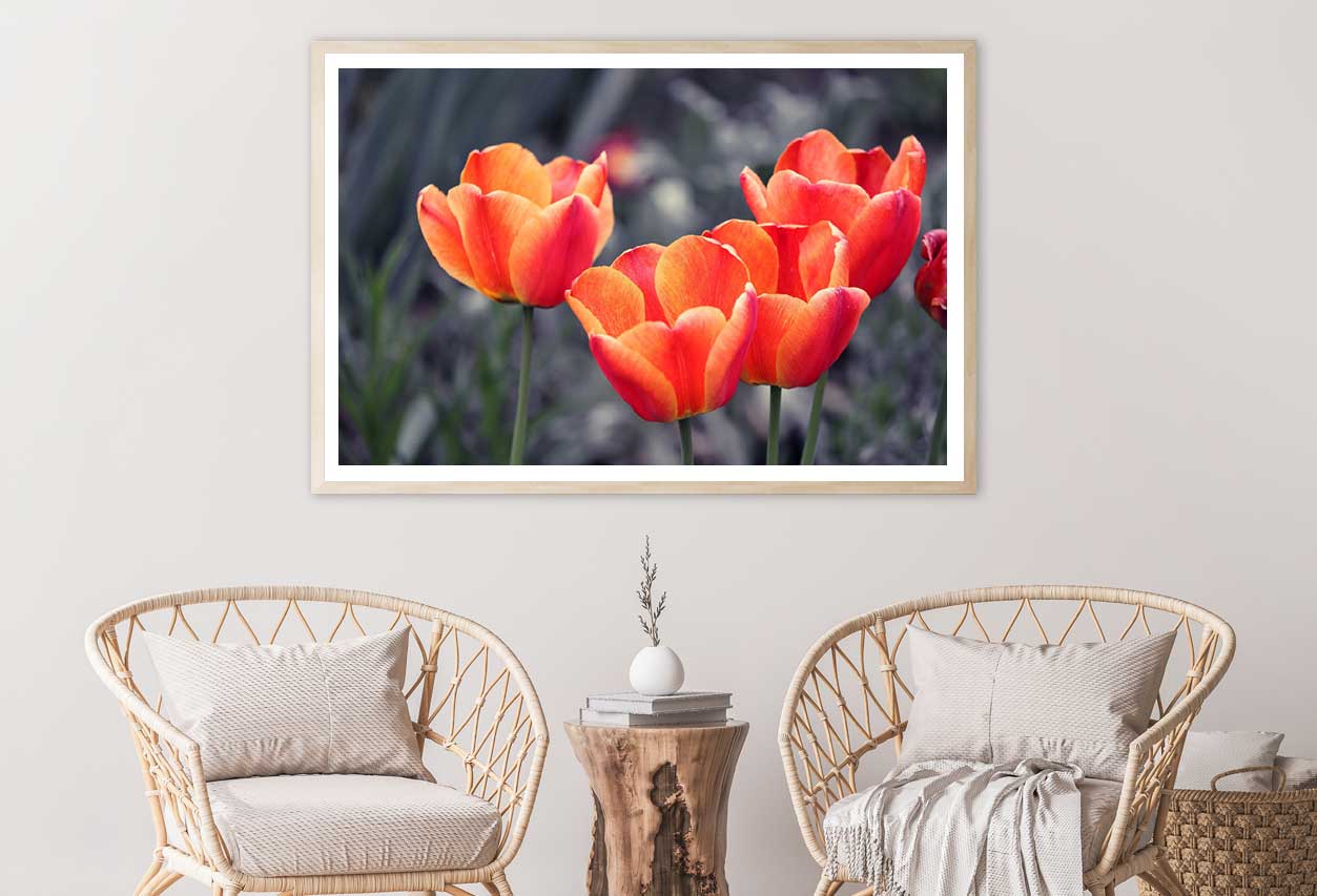 Orange Tulips with B&W View Photograph Home Decor Premium Quality Poster Print Choose Your Sizes