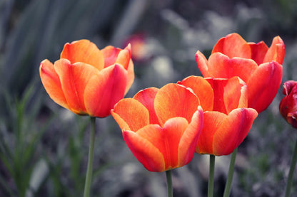 Orange Tulips with B&W View Photograph Home Decor Premium Quality Poster Print Choose Your Sizes