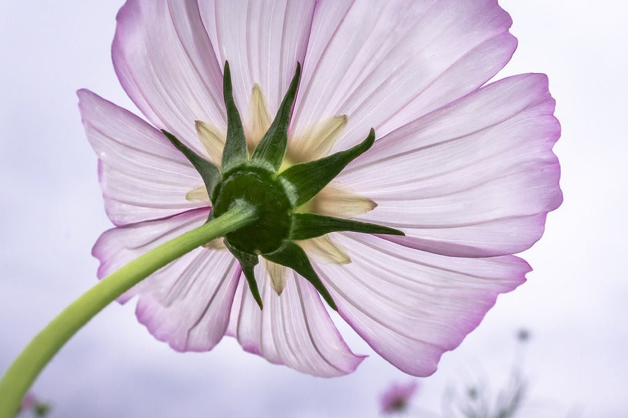 Cosmos Flower Backview Photograph Print 100% Australian Made