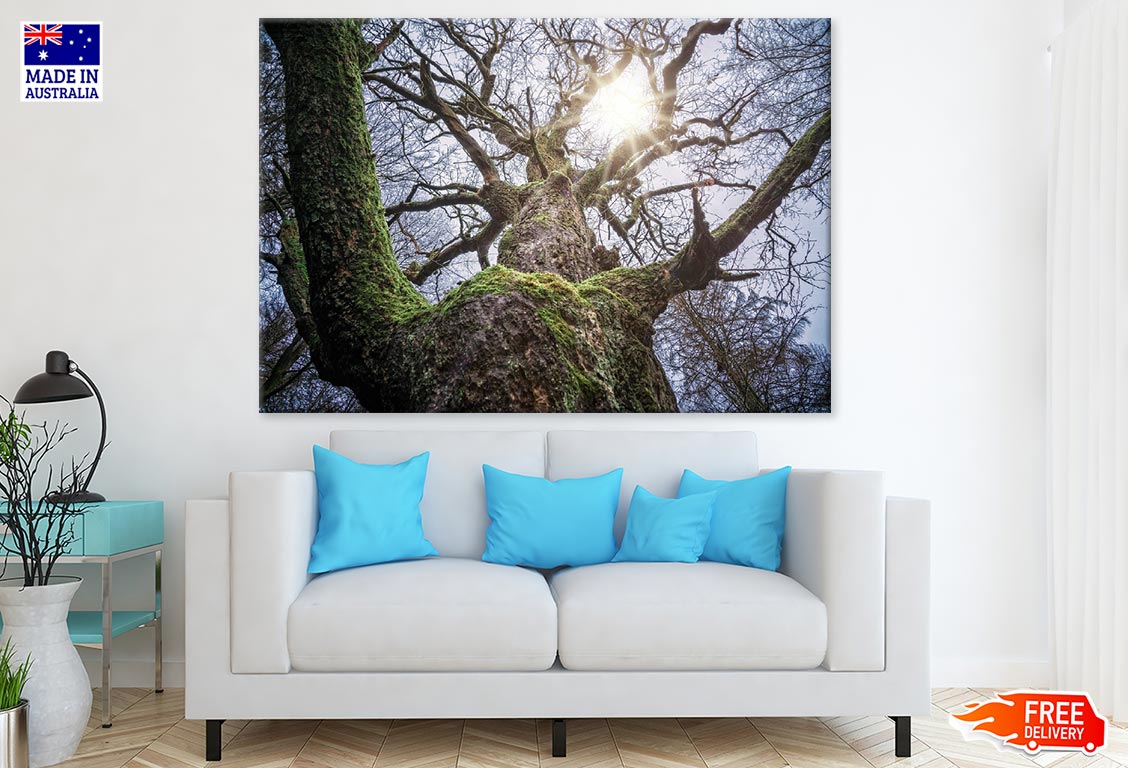 Huge Tree Closeup Photograph Print 100% Australian Made