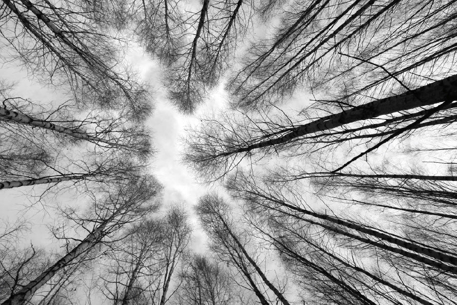 Large Leafless Trees B&W Below View Photograph Print 100% Australian Made