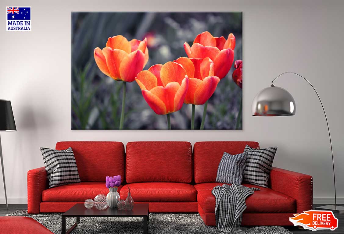 Orange Tulips with B&W View Photograph Print 100% Australian Made