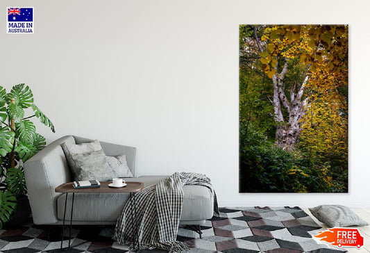 Tree with Yellow Autumn Leaves Photograph Print 100% Australian Made